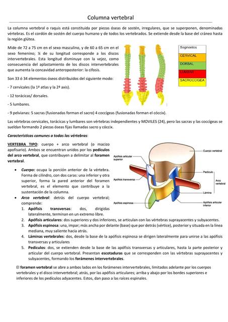 Columna Vertebral 