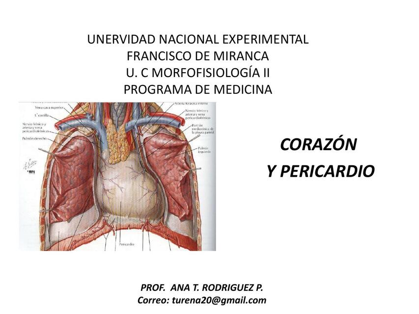 CORAZÓN Y PERICARDIO