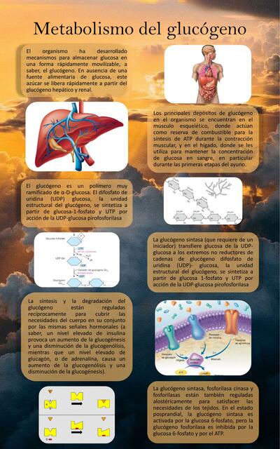 Metabolismo del Glucógeno