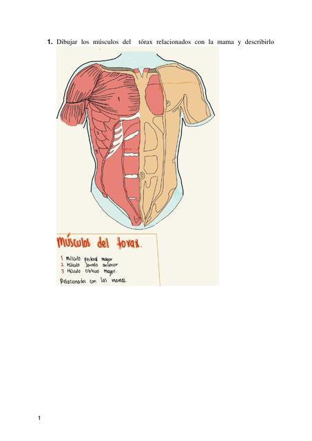 Anatomía de Mama