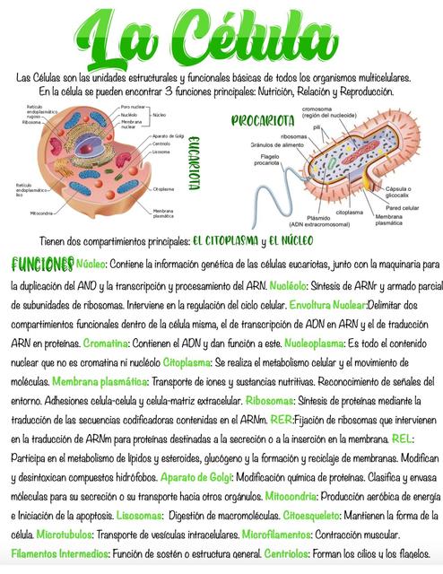 Histologia 101