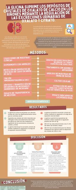 La Glicina suprime los depósitos de cristales de oxalato de calcio en los riñones mediante la regulación de las excreciones urinarias de oxalato y citrato