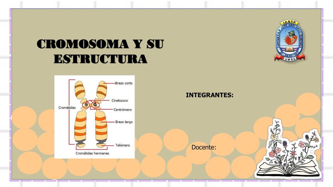 Cromosoma y su Estructura