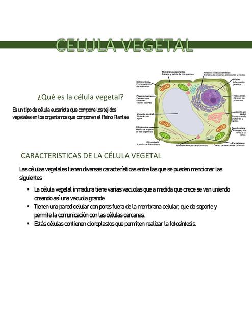 Célula Vegetal