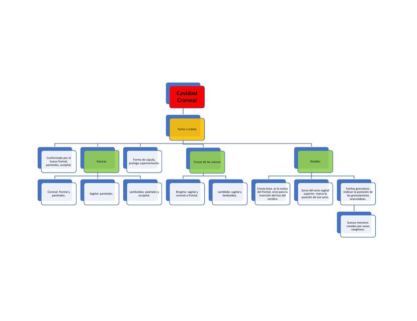 Cavidad Craneal Techo