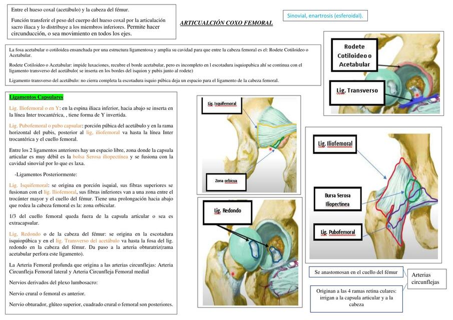 Articulación Coxo Femoral 