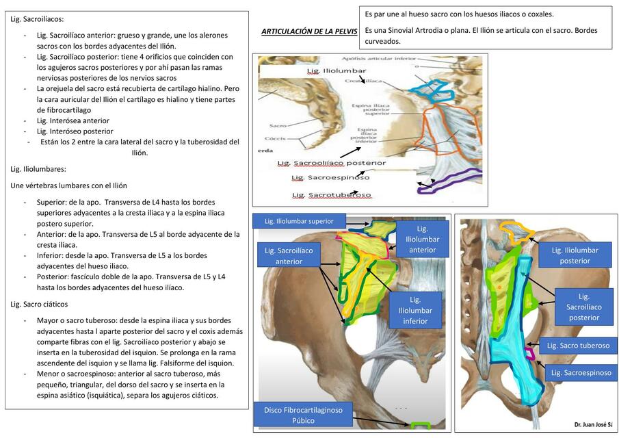 Articulación de la Pelvis 