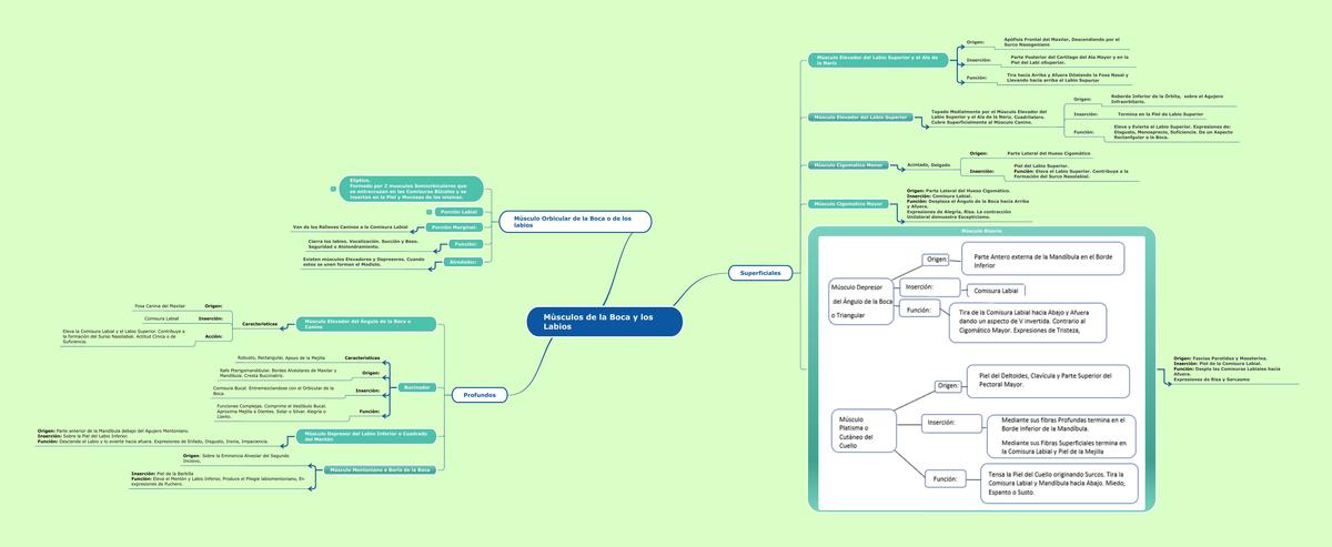 Músculos de la Boca y los Labios