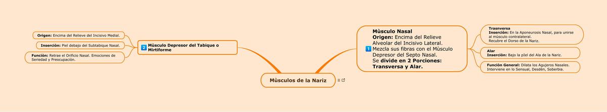 Músculos de la Nariz - Esquema