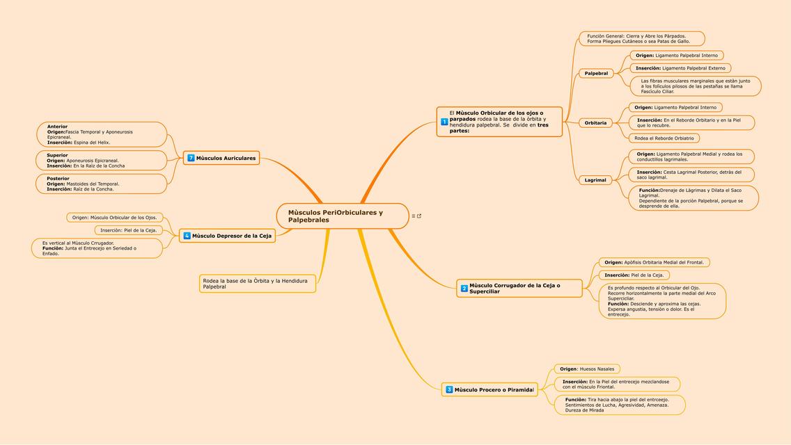 Músculos Periorbiculares y Palpebrales - Esquema