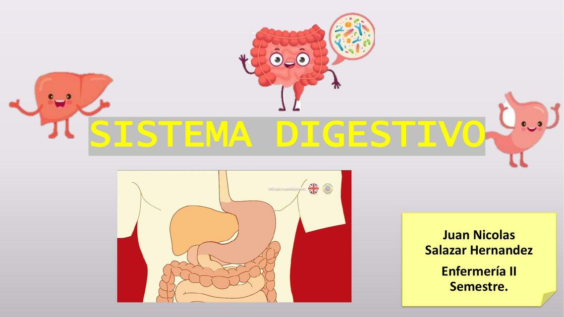 SISTEMA DIGESTIVO UP8