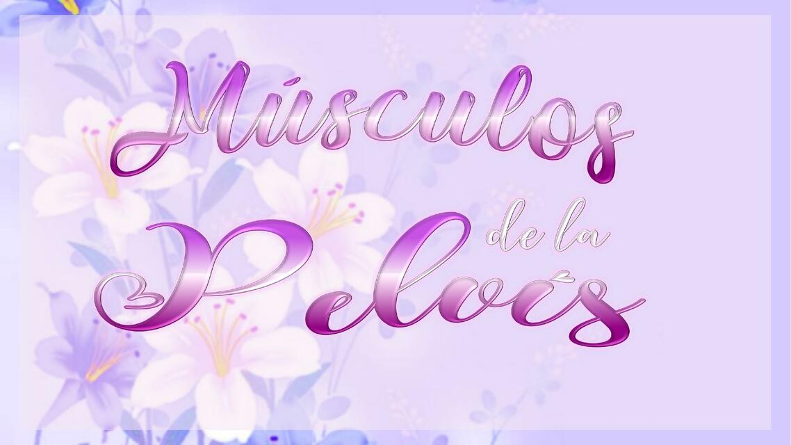 Músculos de la Pelvis 