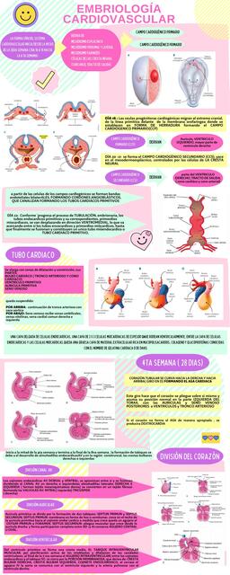 Embriología Cardiovascular 