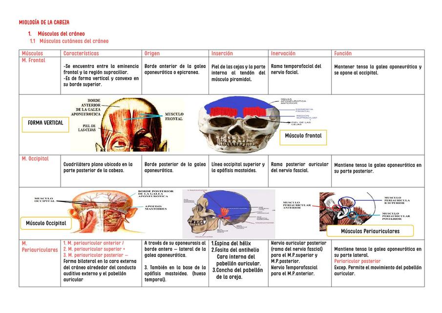 Músculos Cútaneos del Cráneo 