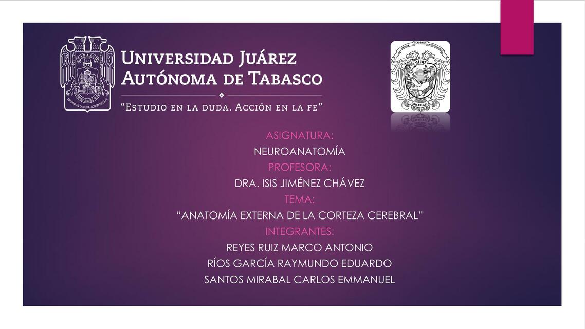 Neuroanatomía 