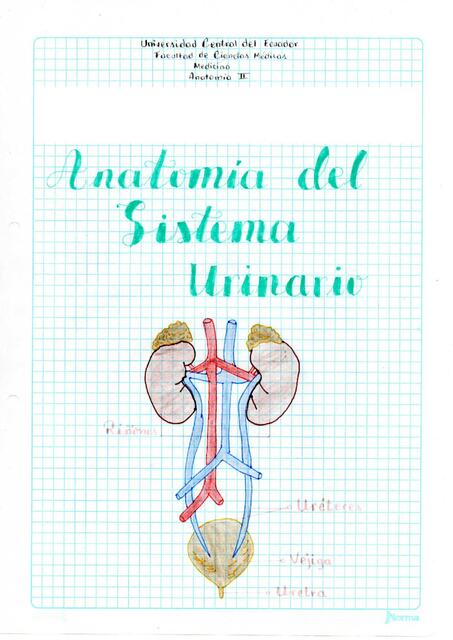 Anatomia del Sistema Urinario