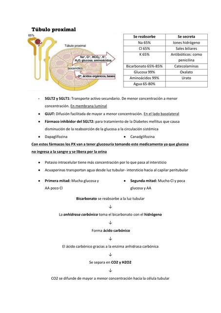 Túbulo Proximal 
