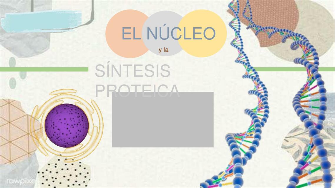 EL NÚCLEO Y LA SÍNTESIS PROTEICA