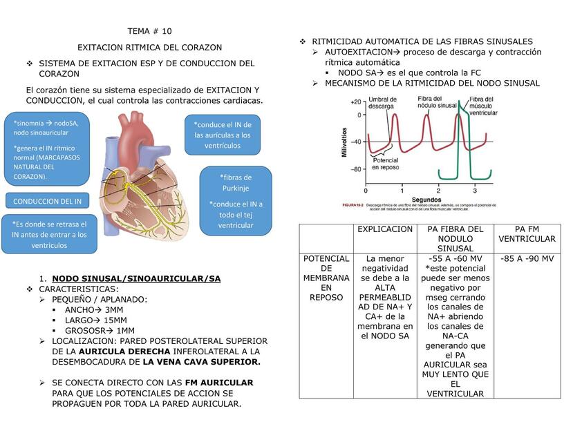 Excitación Rítmica del Corazón _ FISIOLOGIA