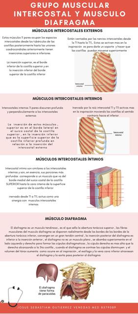 Infografía de Grupo Intercostal y Diafragma