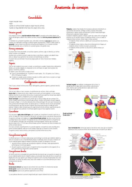 Anatomía de corazón