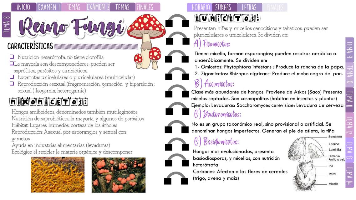 Reino Fungi