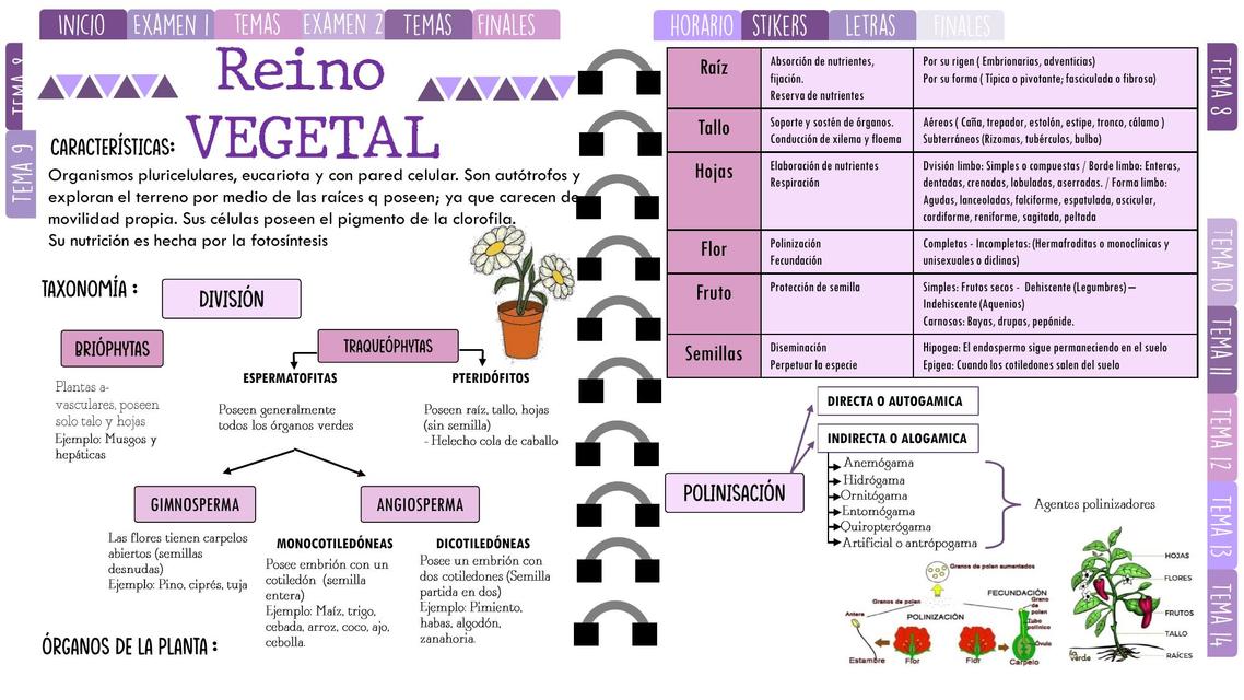 Reino Vegetal