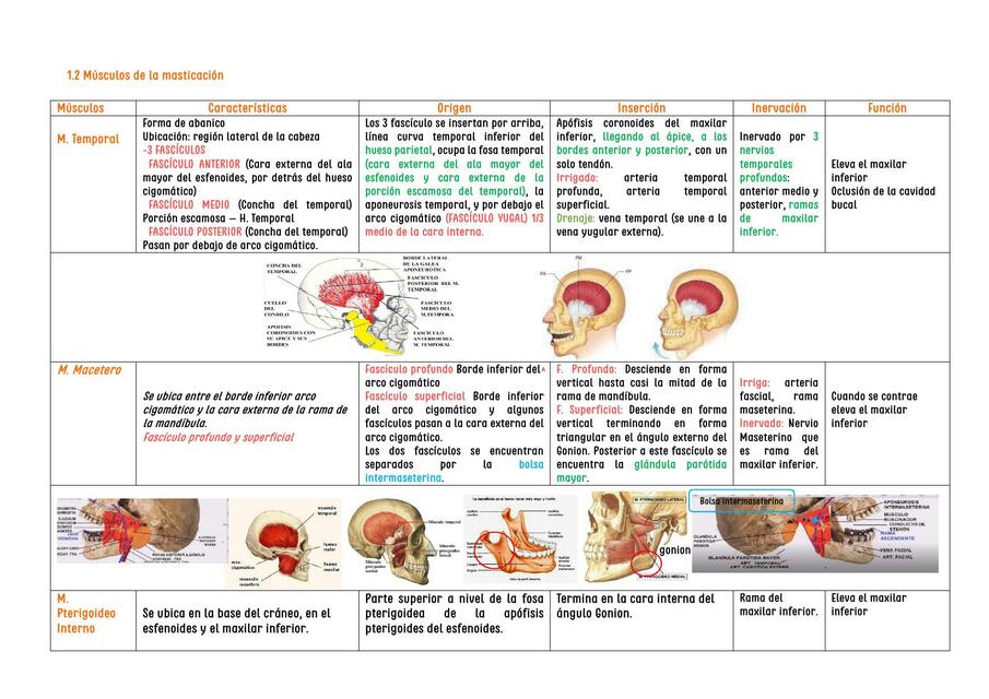 Músculos de la Masticación