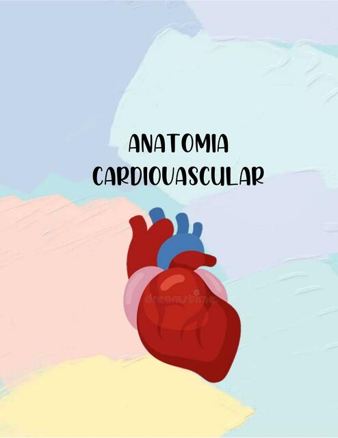 Anatomía Cardiovascular 