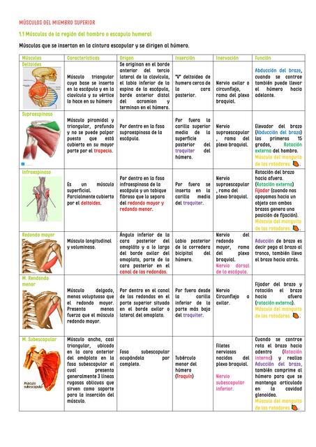 Músculos del Hombro