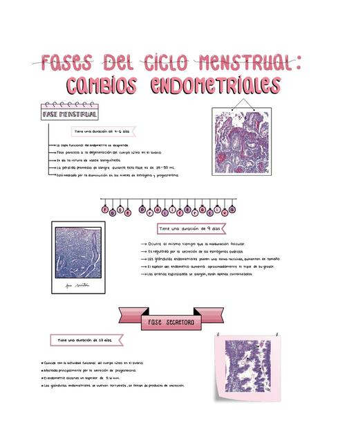 Ciclo menstrual, cambios endometriales