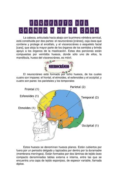 Esqueleto del cráneo y de la cara