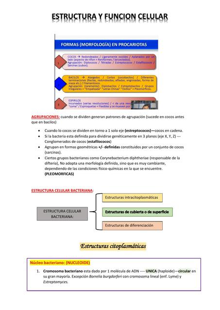 Estructura y Función Celular