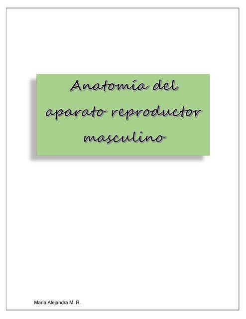 Anatomía del Aparato Reproductor Masculino