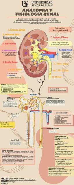 Anatomía y Fisiología Renal 