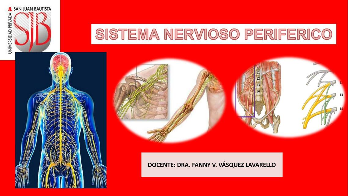 Sistema Nervioso Periférico 