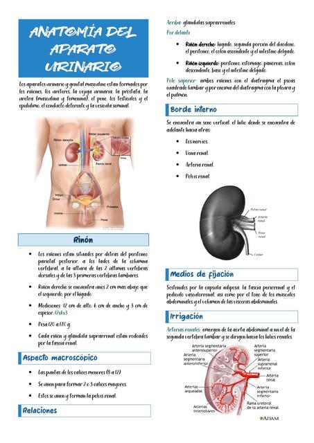 Anatomía del Aparato Urinario