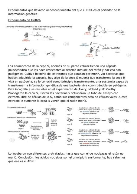 IBMC RESUMEN