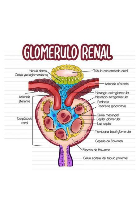 Glomerulo Renal 