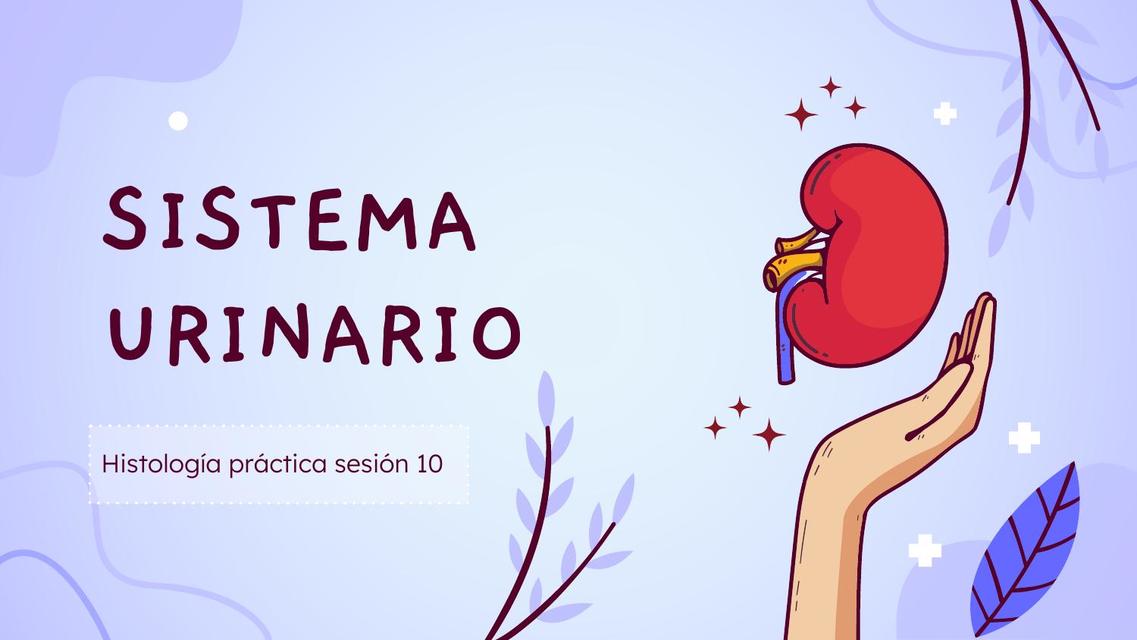 Sistema Urinario