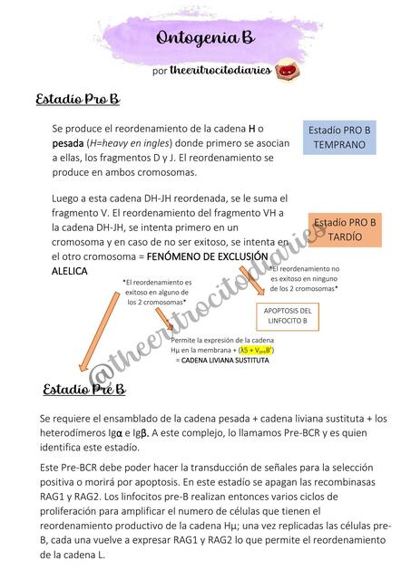 Ontogenia B