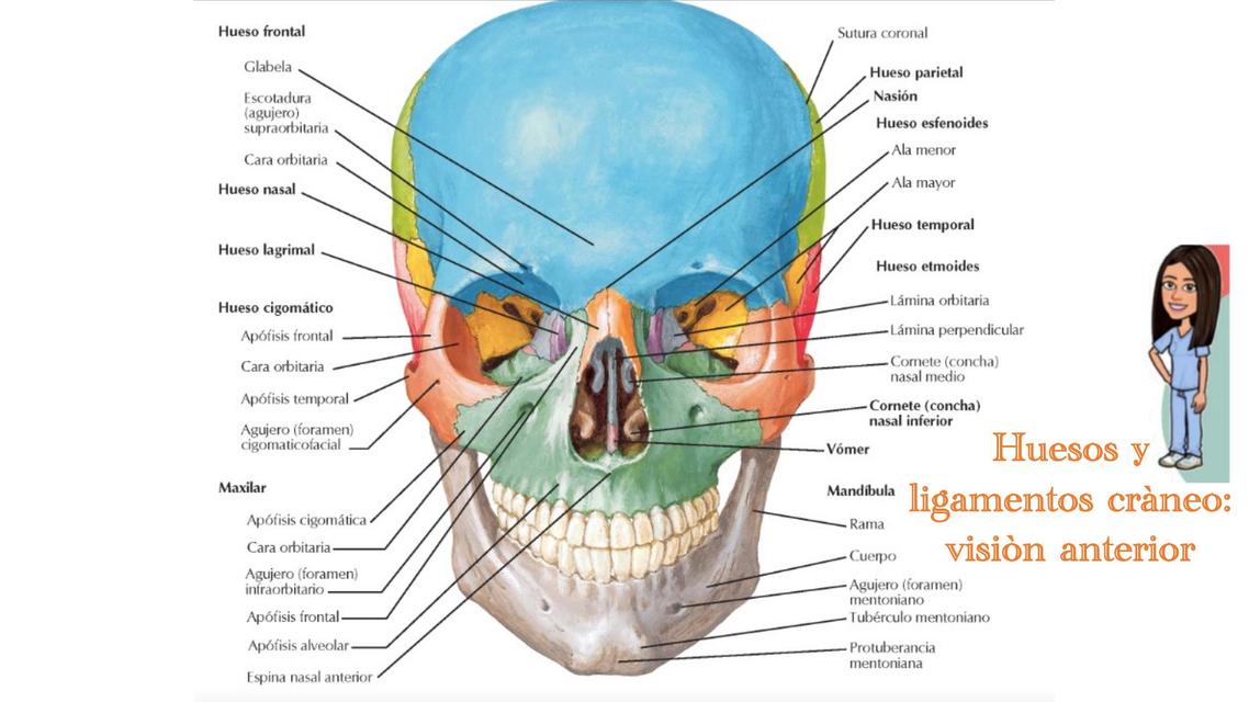 Huesos y ligamentos cráneo: visión anterior 