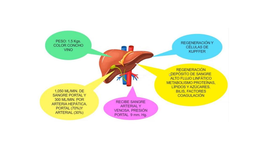 Hígado y Vesícula | Diego Jesus Alcalde Hernandez | uDocz