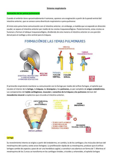 Sistema Respiratorio