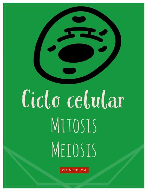 Ciclo Celular 