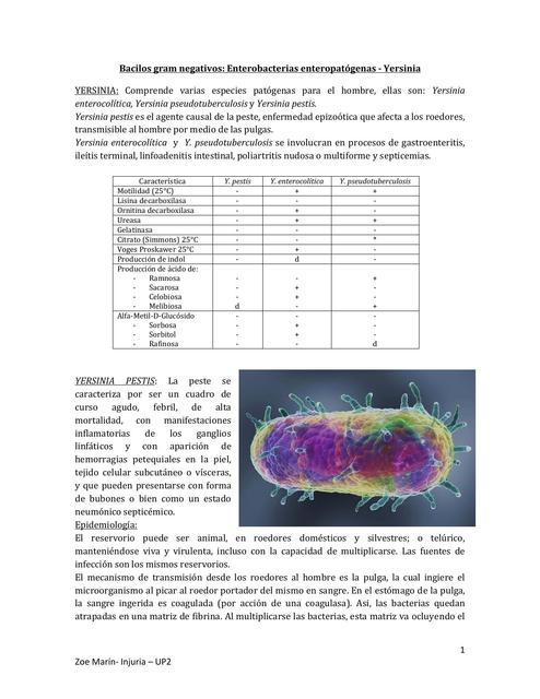 Yersinia