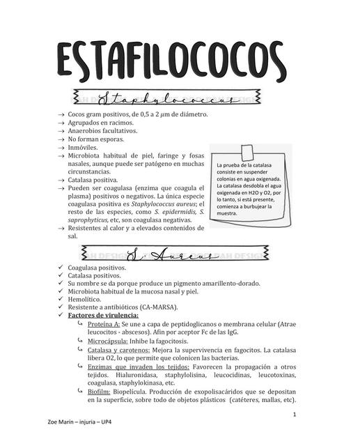 Estafilococos