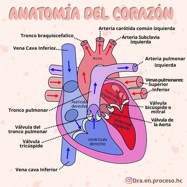 Anatomía del Corazón 