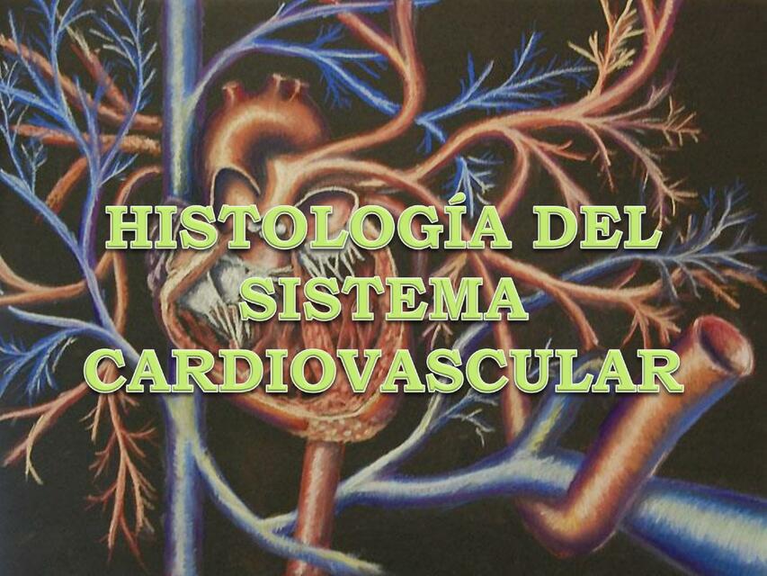 Histología del Sistema Cardiovascular 