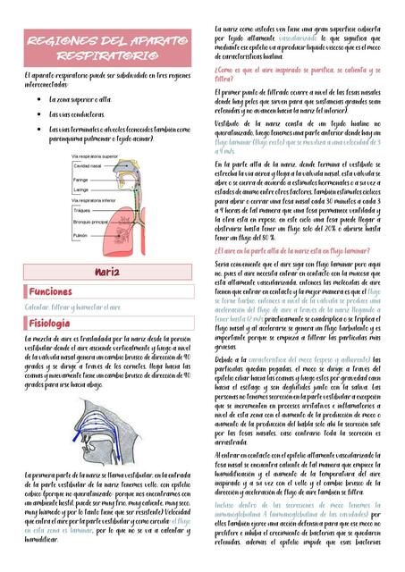 Regiones del Aparato Respiratorio 